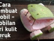 Cara Membuat Mainan dari Kulit Jeruk: Kreasi Seru yang Mengurangi Limbah